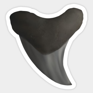 Benedini Shark Tooth Sticker